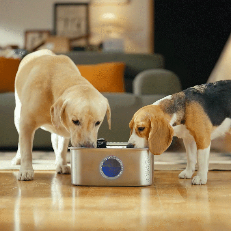 Oneisall 10L Dog Water Fountain for Large Dogs feature demonstration
