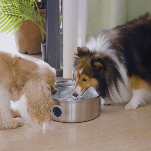 Oneisall 7L Pet Water Fountain with Visual Water Level & 1.5m Power Cord